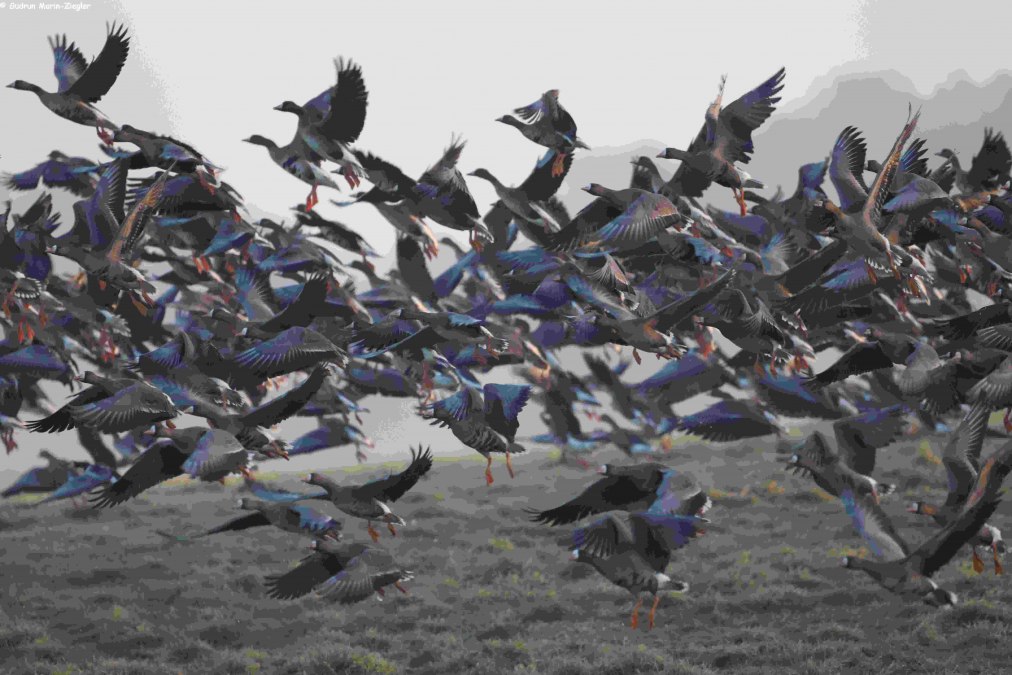 Wild geese, &copy; Gudrun Marin-Ziegler