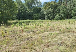 &copy; Landesforst MV