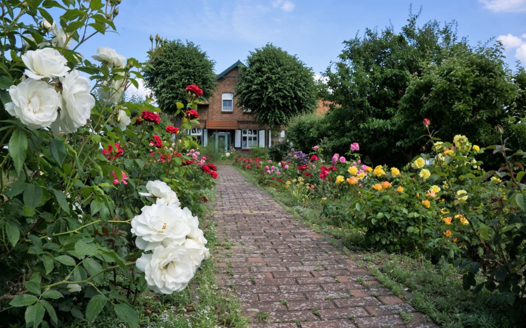 Uitzicht op ons huis met rozentuin, © O.E.Christoph