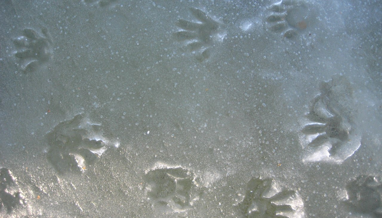 Speuren naar beren 9.1.2016_UMeßner, © Ulrich Meßner Speuren naar beren 9.1.2016_UMeßner, © Ulrich Meßner