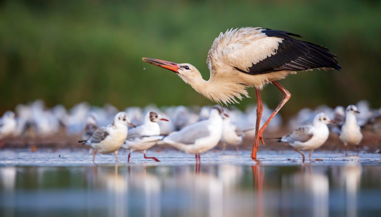 Ooievaar en meeuwen, © Thomas Hinsche