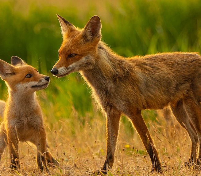 "Fenja, the coastal vixen", © Mario Müller