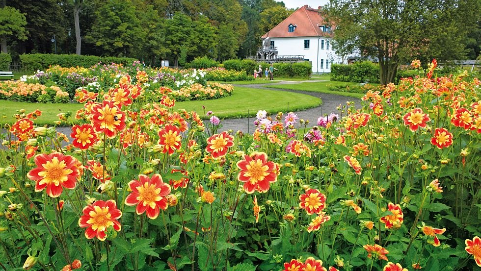 Der Kurpark Bad Sülze ist bekannt für seine Dalien Vielfalt, © TMV/Grundner