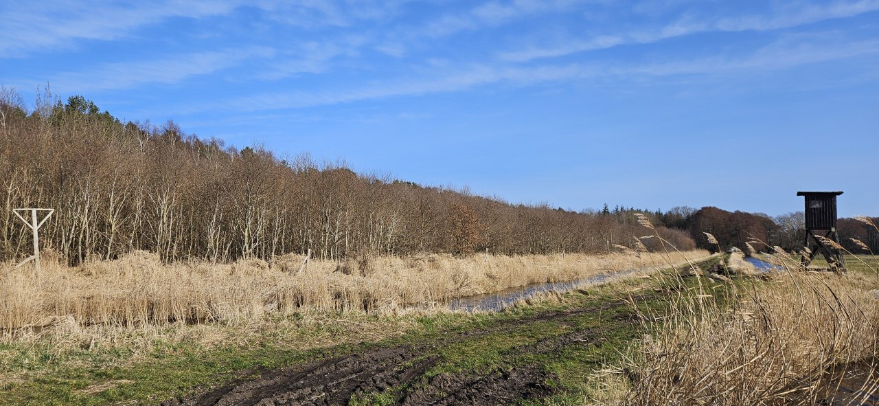 Drzewa rosną w lesie klimatycznym Damerow (wyspa Uznam) od 2009 roku // © Landesforst MV Drzewa rosną w lesie klimatycznym Damerow (wyspa Uznam) od 2009 roku // © Landesforst MV
