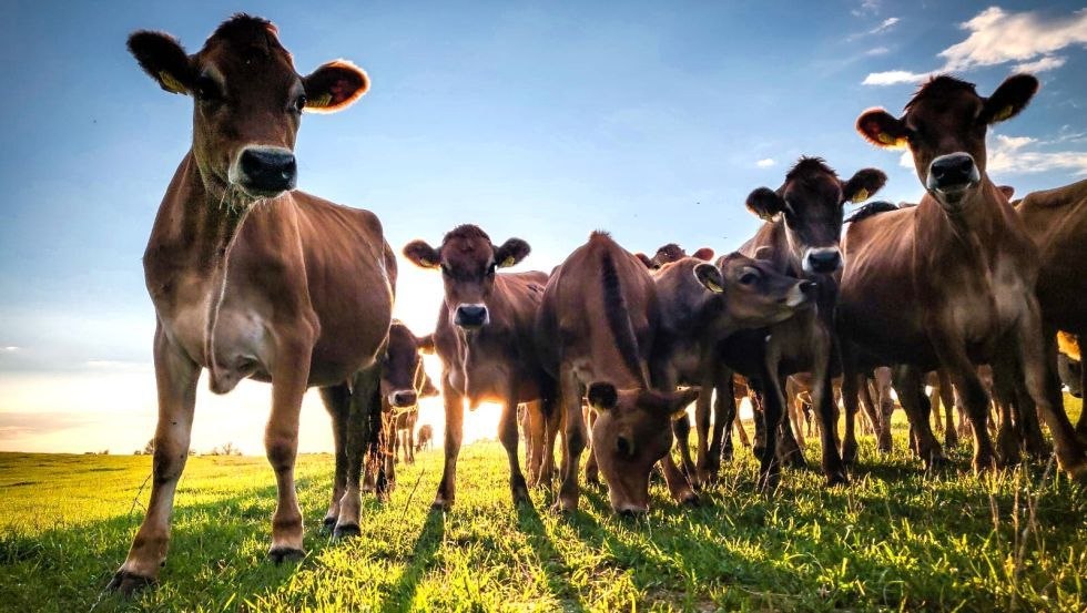 Bild 2 Jerseydamen_980x53, © koepon Hofladen Bild 2 Jerseydamen_980x53, © koepon Hofladen