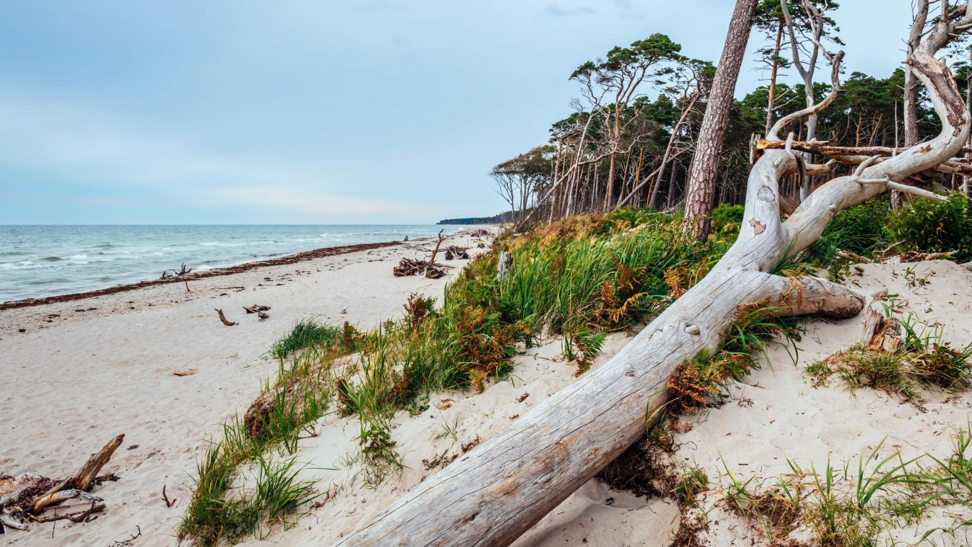 Zachodnia plaża w Parku Narodowym Vorpommersche Boddenlandschaft z wiatrochronami. // Zachodnia plaża w Parku Narodowym Zalewu Pomorza Zachodniego // © MV-T/Tiemann Zachodnia plaża w Parku Narodowym Vorpommersche Boddenlandschaft z wiatrochronami.
