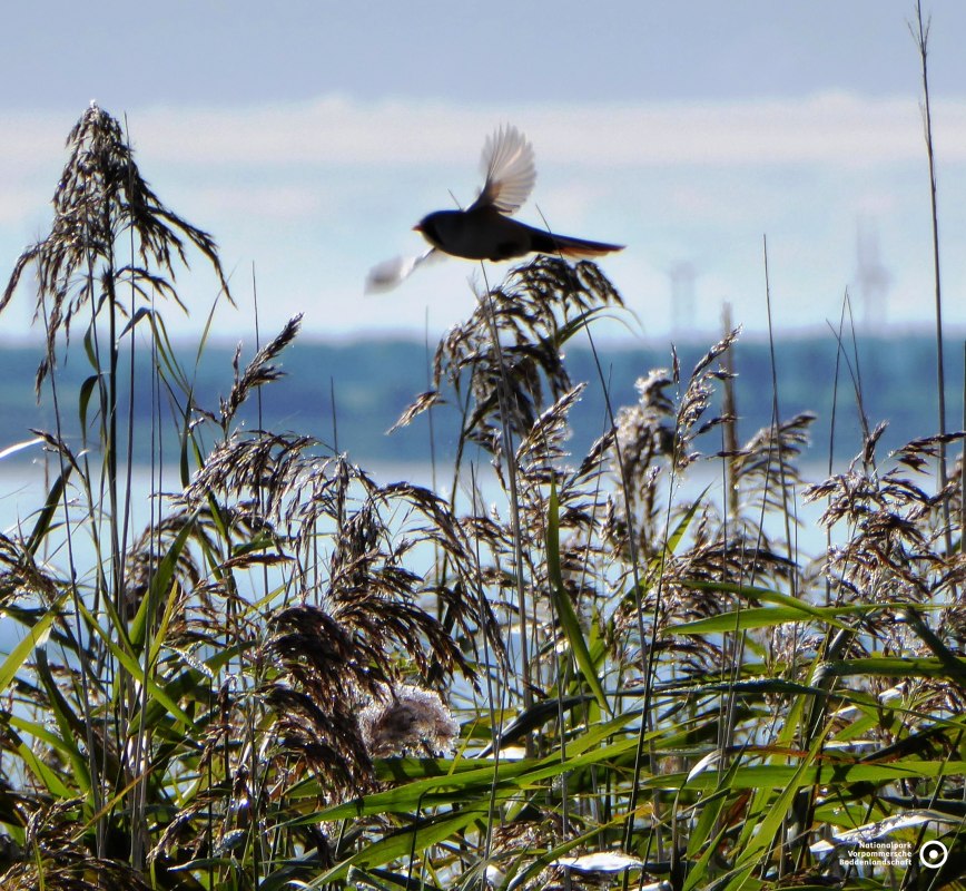 Bearded Tit _Lucia Zust, &copy; Lucia Zust