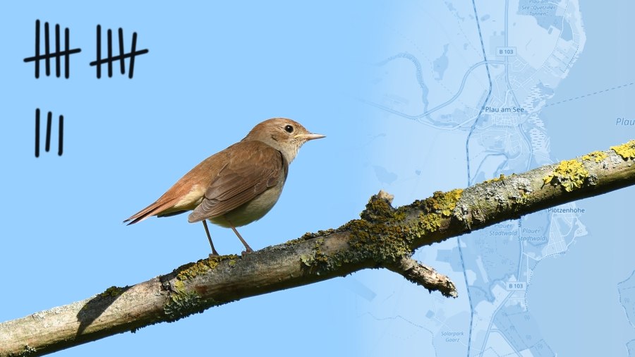 How many nightingales sing in Plau am See? // &copy; Foto: Romzig, Wikimedia Commons, Karte: openstreetmap.org