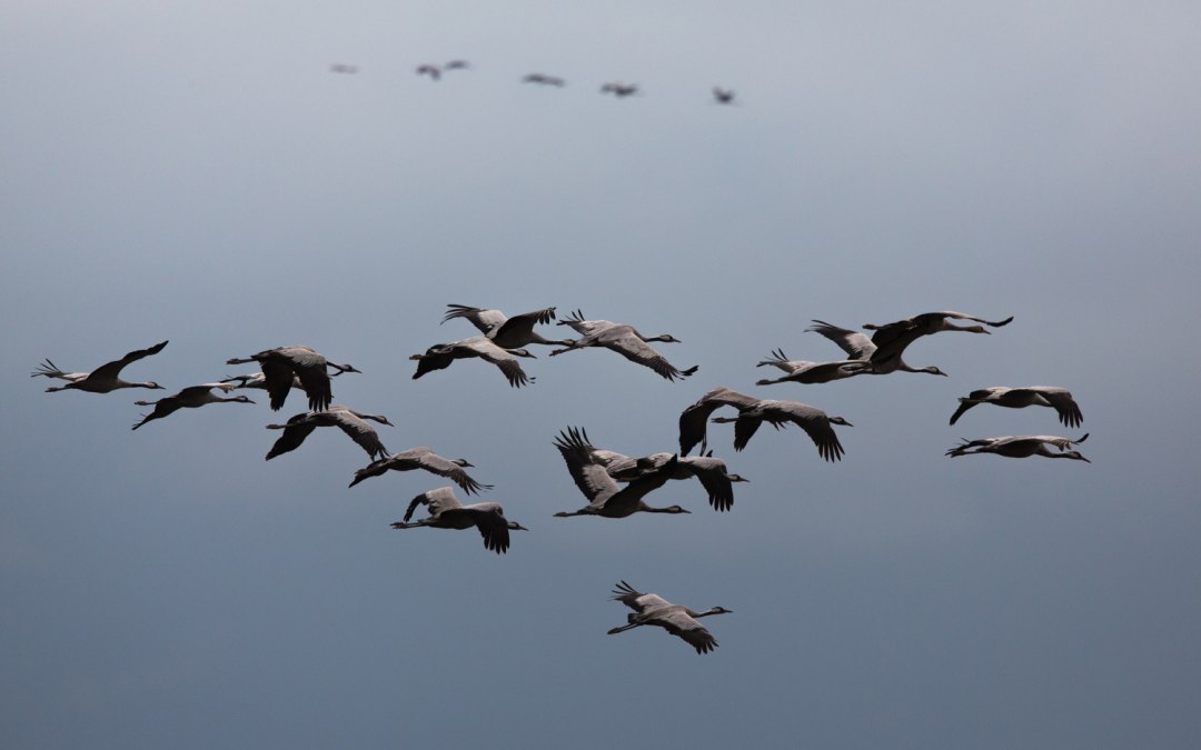 crane group, © Arndt Gläser
