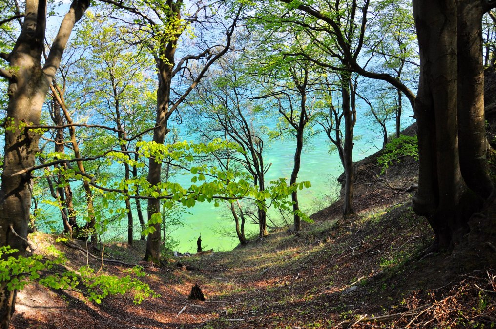 I_Stodian_Nationalpark_Jasmund__12_, © Nationalparkamt Vorpommern I_Stodian_Nationalpark_Jasmund__12_, © Nationalparkamt Vorpommern