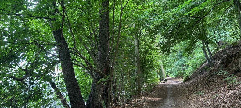 Waldweg am Schweriner See zwischen Zippendorf und Muess // © BUND-MV Waldweg am Schweriner See zwischen Zippendorf und Muess // © BUND-MV