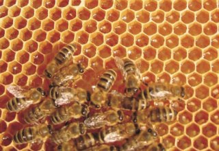 © Schau-Imkerei und Bienenmuseum © Schau-Imkerei und Bienenmuseum