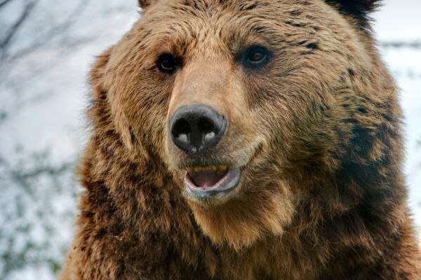 16-Barenwald-71765413, © Rundus Plauer See 16-Barenwald-71765413, © Rundus Plauer See