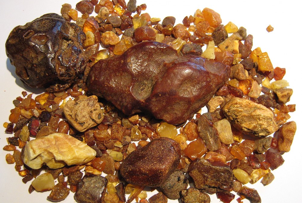 Bursztyn wybrzeża laguny, © Hartwig K. Neuwald Bursztyn wybrzeża laguny, © Hartwig K. Neuwald