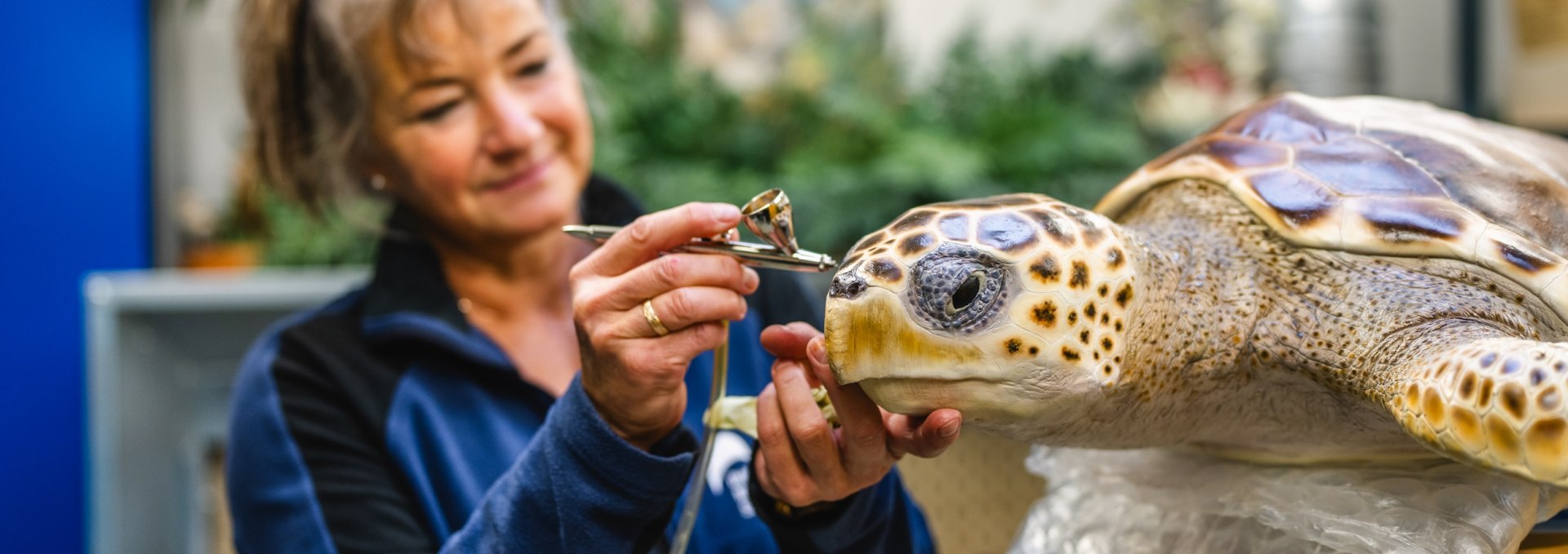 Als je mooi wilt zijn, moet je geduld hebben: taxidermisten geven (langverbleekte) schildpadden ook een beetje kleur, © TMV/Gross
