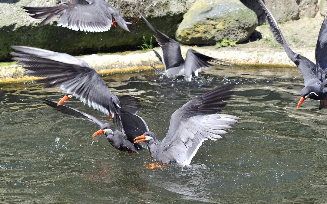 Inca terns at Rostock Zoo, © Zoo Rostock/Kloock