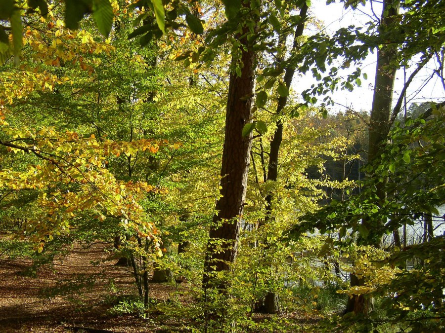 Pad dichtbij Serrahn, © Stadt Neustrelitz