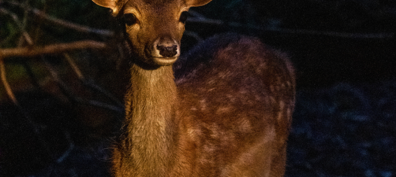 Nachtsafari in de dierentuin van Schwerin // &copy; Zoo Schwerin