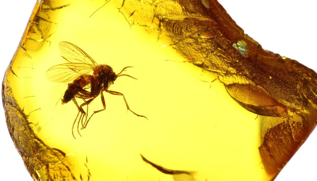 &copy; Bj&ouml;rn Wylezich - Fotolia