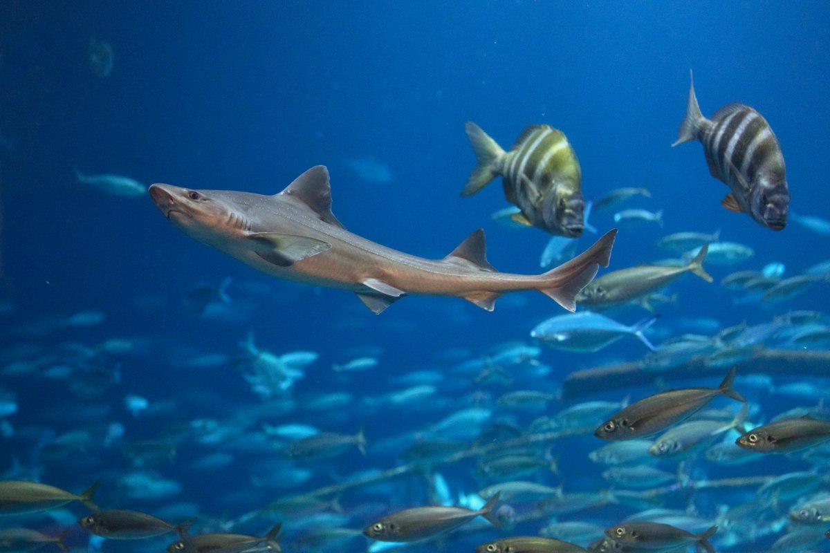 In het aquarium "Open Atlantische Oceaan" zijn verschillende haaiensoorten te zien, waaronder de hondshaai // © Anke Neumeister/Deutsches Meeresmuseum In het aquarium "Open Atlantische Oceaan" zijn verschillende haaiensoorten te zien, waaronder de hondshaai // © Anke Neumeister/Deutsches Meeresmuseum