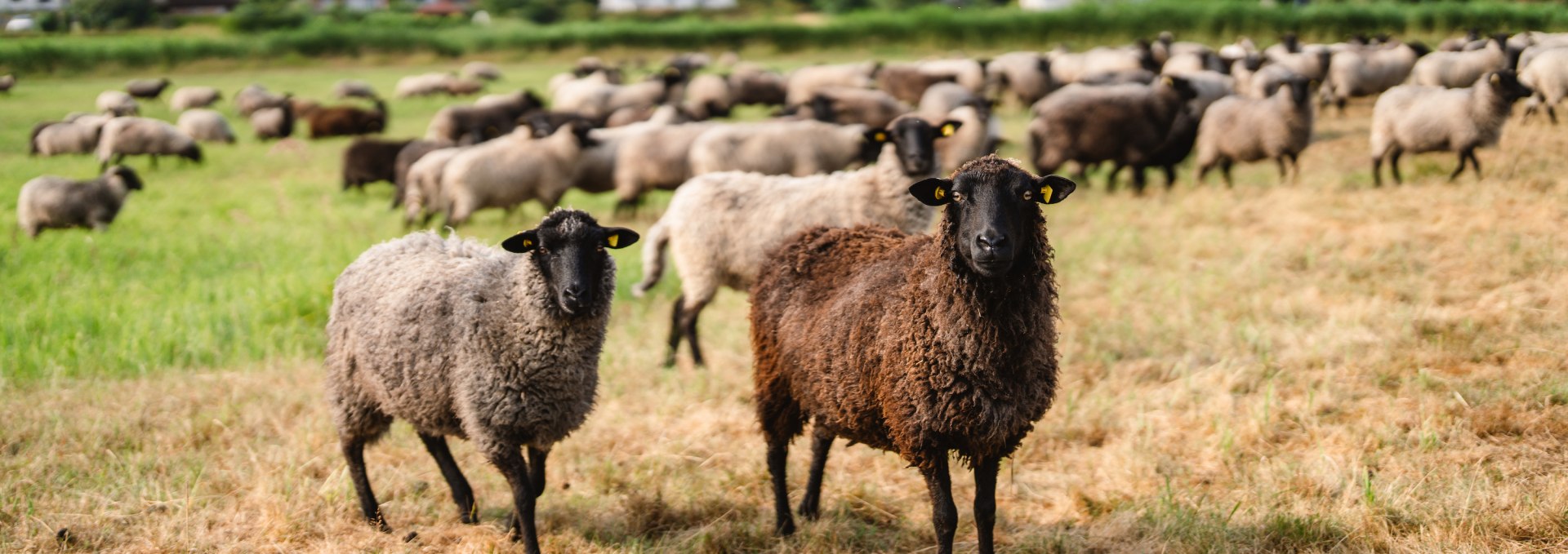 Pommerse schapen op een weide op het eiland Rügen. // Het Pommerse plattelandsschaap is kenmerkend voor het imago van de regio en zorgt met zijn wol voor duurzame wollen kleding in de regio. // © MV-T/Gross Pommerse schapen op een weide op het eiland Rügen.
