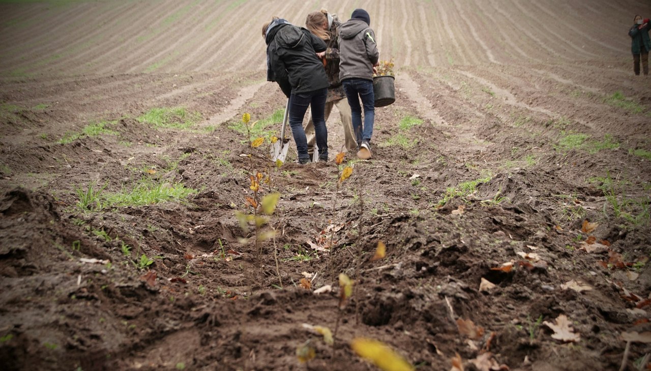 Kampania sadzenia lasu klimatycznego, © Landesforst MV
