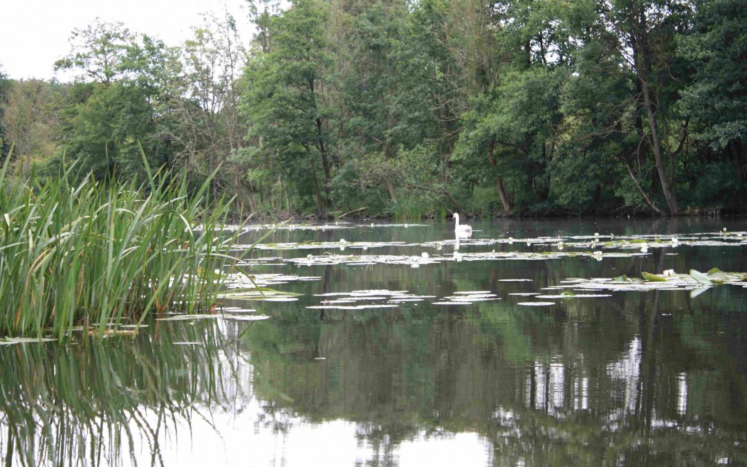 In de veengebieden bij Malchin, © Marin-Ziegler