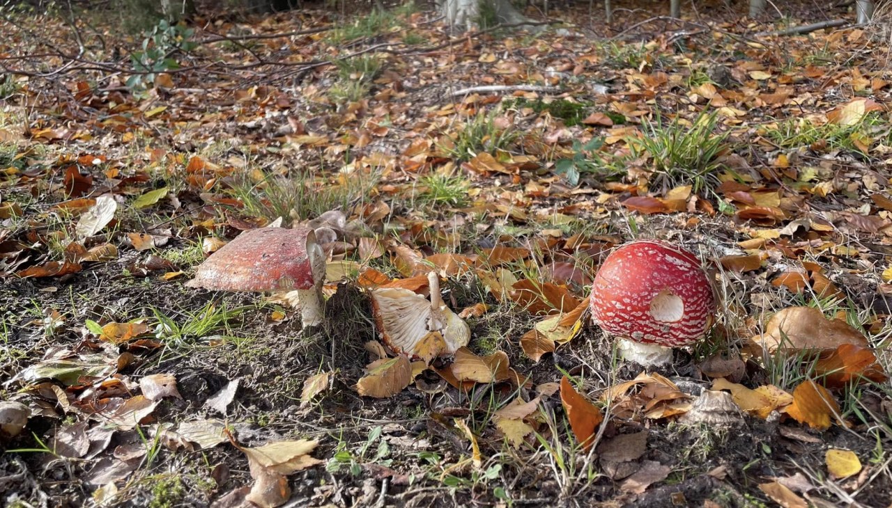 w Kamieniach Apostoła, &copy; TZ S&uuml;dliche Boddenk&uuml;ste