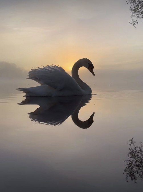Łabędzie Saale, © TZ Südliche Boddenküste