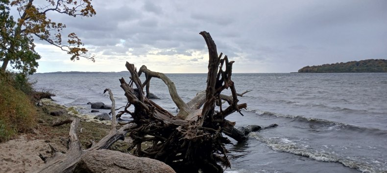 Wassereiche in der Goor // © Angela Pfennig Wassereiche in der Goor // © Angela Pfennig