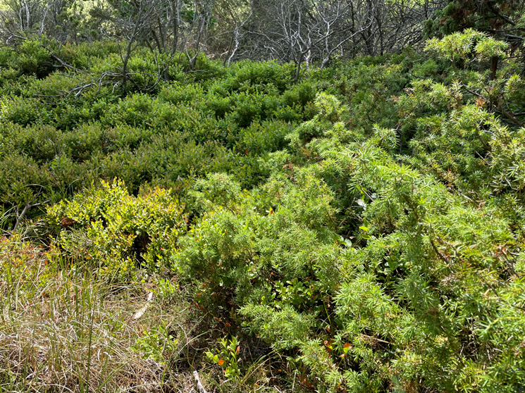 Jeneverbesstruik, © TZ Südliche Boddenküste Jeneverbesstruik, © TZ Südliche Boddenküste