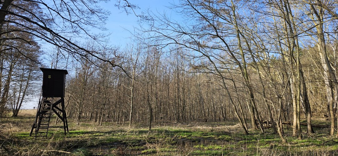 Sinds 2009 groeien er bomen in het klimaatbos Damerow (eiland Usedom)., © Landesforst MV