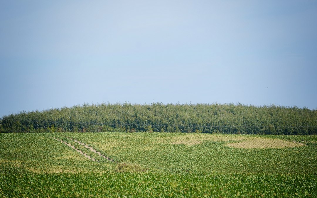 Klimawald Haren Steinfeld, © Landesforst MV