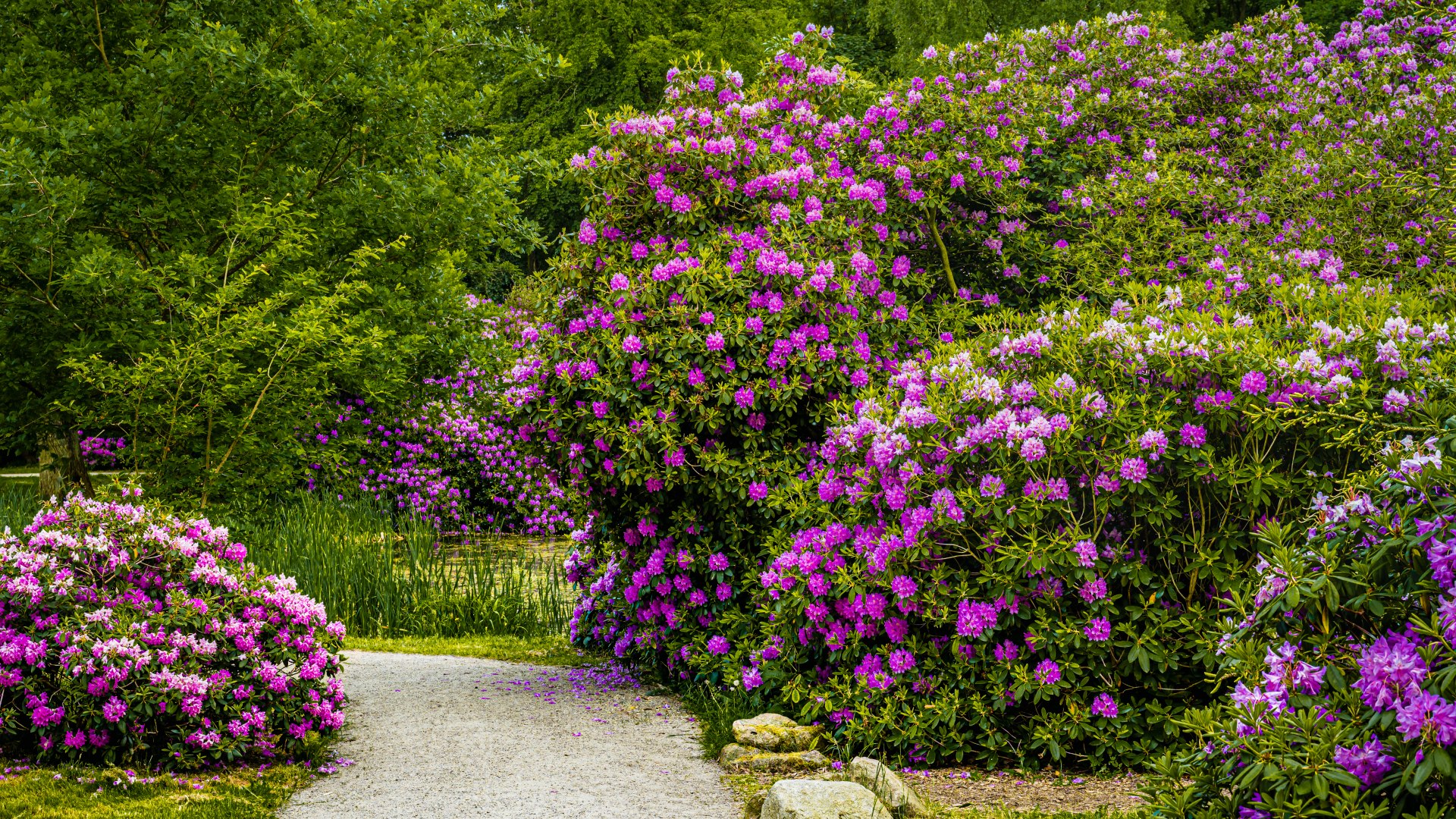 Meer dan 1.000 rododendrons werden herplant tijdens de restauratie van het park. // © MV-T/Tiemann Meer dan 1.000 rododendrons werden herplant tijdens de restauratie van het park. // © MV-T/Tiemann