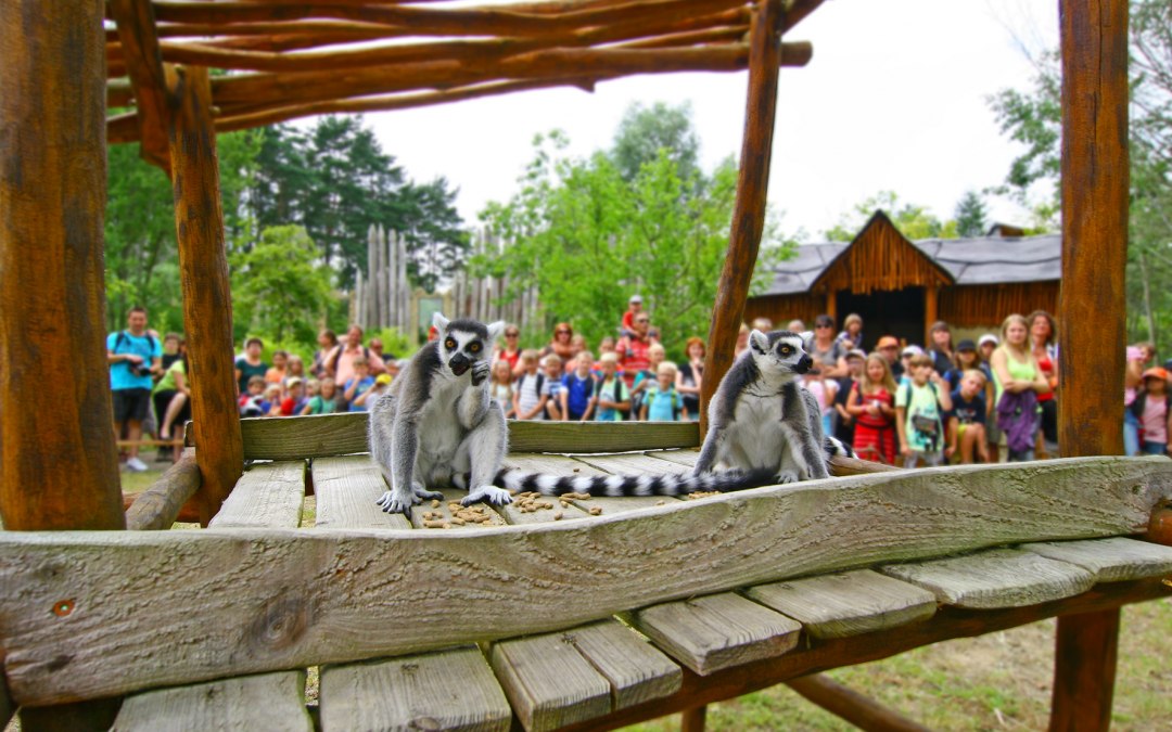Maki's voeren in Marlow Bird Park, © Vogelpark Marlow