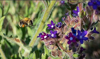 Wykład wideo "Poznaj przyrodę Uznamu - zanurz się w faunie i florze Uznamu", © (c) H.Pfeffermann
