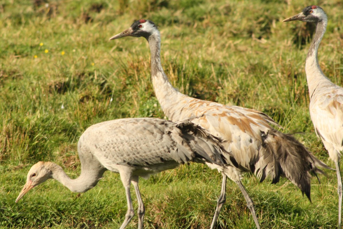 Żurawie, &copy; TZHST / Ralf Luczyk