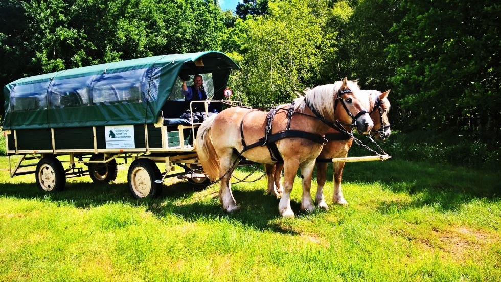 Met verschillende rijtuigen van de Mecklenburgse koets en Kremser rijden door het platteland, © Mecklenburger Kutsch- und Kremserfahrten/ Axel Peters