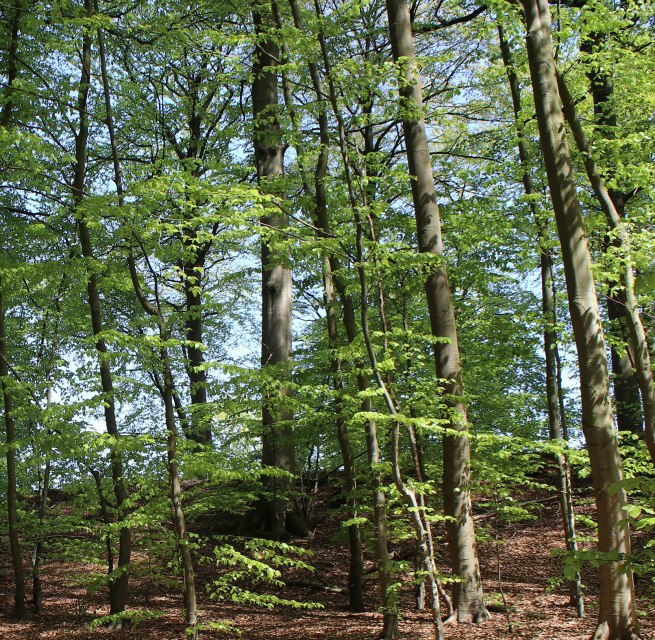 © Biosphärenreservatsamt Südost-Rügen