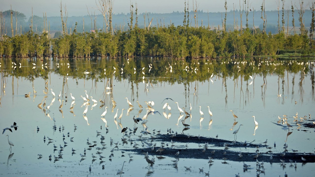Torfowiska w pobliżu Aalbude
Na północ od jeziora Kummerow // © Inka Oehmcke Torfowiska w pobliżu Aalbude
Na północ od jeziora Kummerow // © Inka Oehmcke