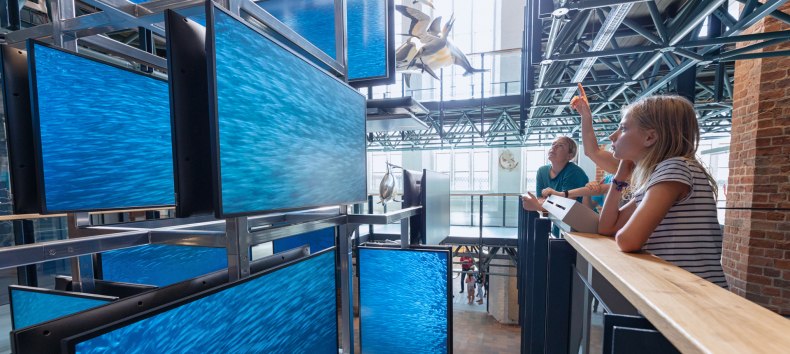 Een mediaal ge&euml;nsceneerde school sardines maakt deel uit van de entree-installatie in het MEERESMUSEUM, die vanaf drie verdiepingen kan worden ervaren., &copy; Anke Neumeister/Deutsches Meeresmuseum