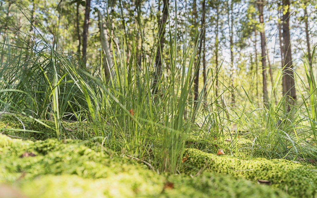 Moorwandeling, © André Pristaff / Tourismus- und Kur GmbH Graal-Müritz
