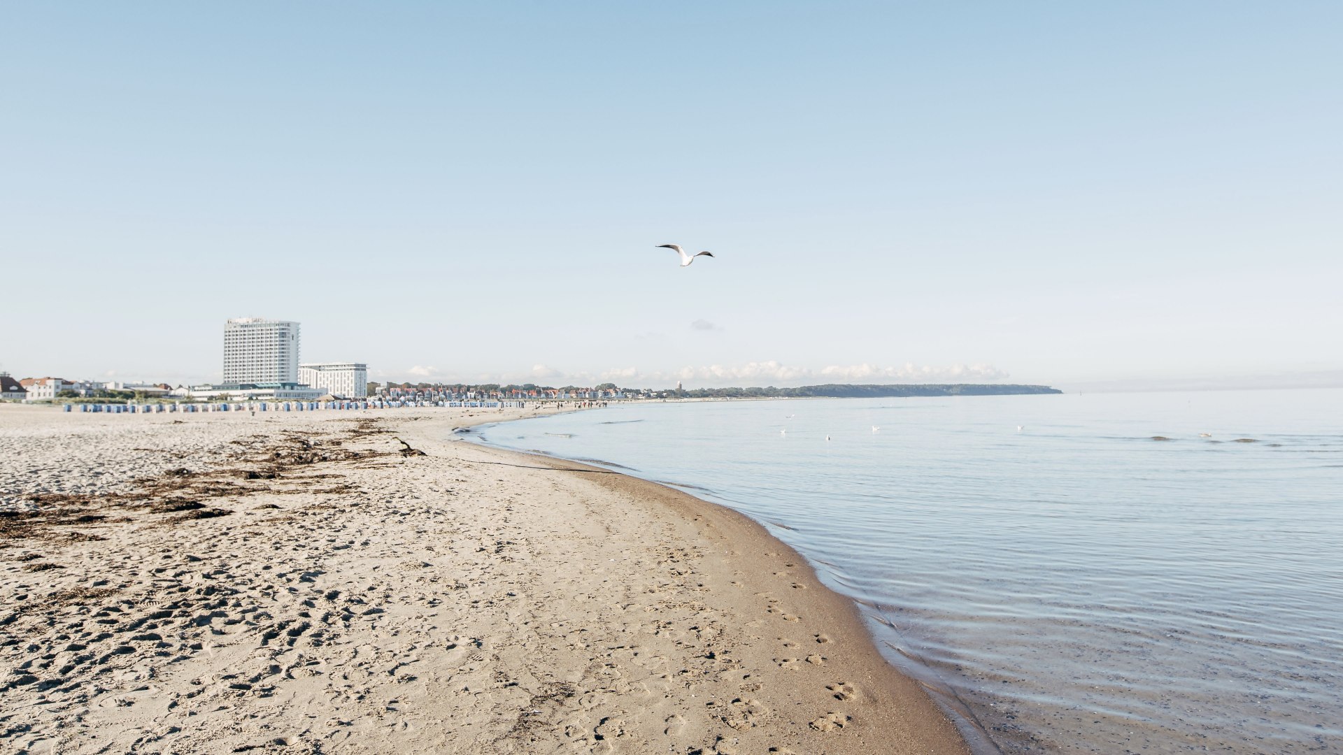 Zandstrand van Warnemünde met ondiepe Oostzee, vliegende meeuw en zicht op hotelgebouwen langs de promenade.