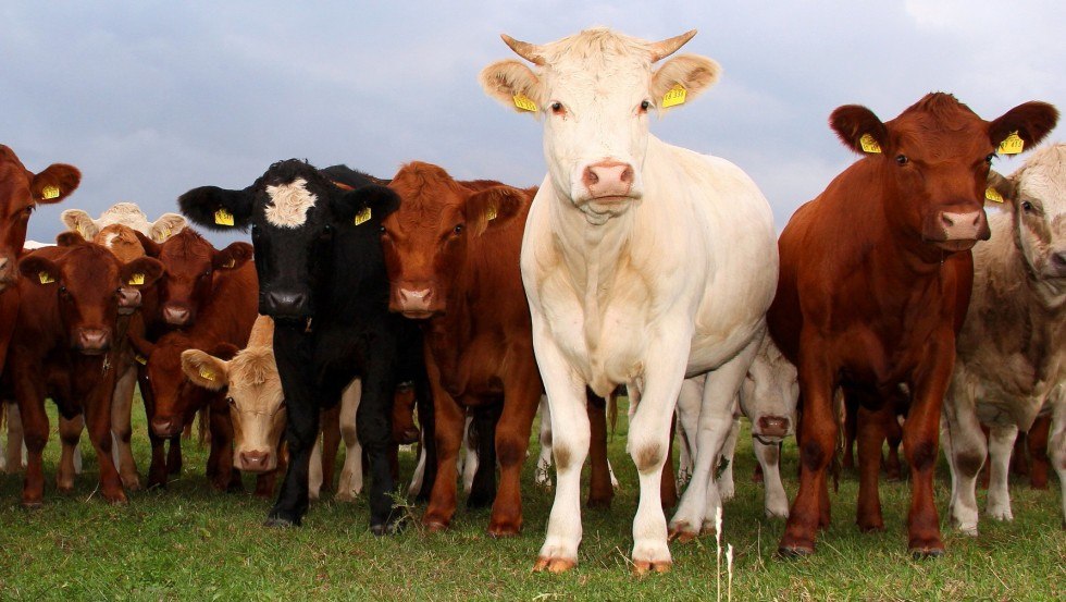 De dieren kunnen van dichtbij worden bewonderd op het Gallin Estate, © Gut Gallin / Rasim