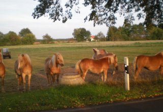 Die Haflinger des Haflingerhof-Tack erwarten Sie // © Haflingerhof Tack/ Volker Tack Die Haflinger des Haflingerhof-Tack erwarten Sie // © Haflingerhof Tack/ Volker Tack