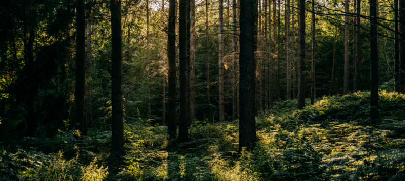 &copy; Binzer Bucht Tourismus