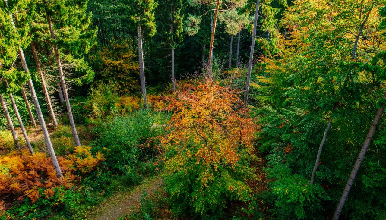 Familieavontuur: Olympische Spelen in het bos, © Binzer Bucht Tourismus