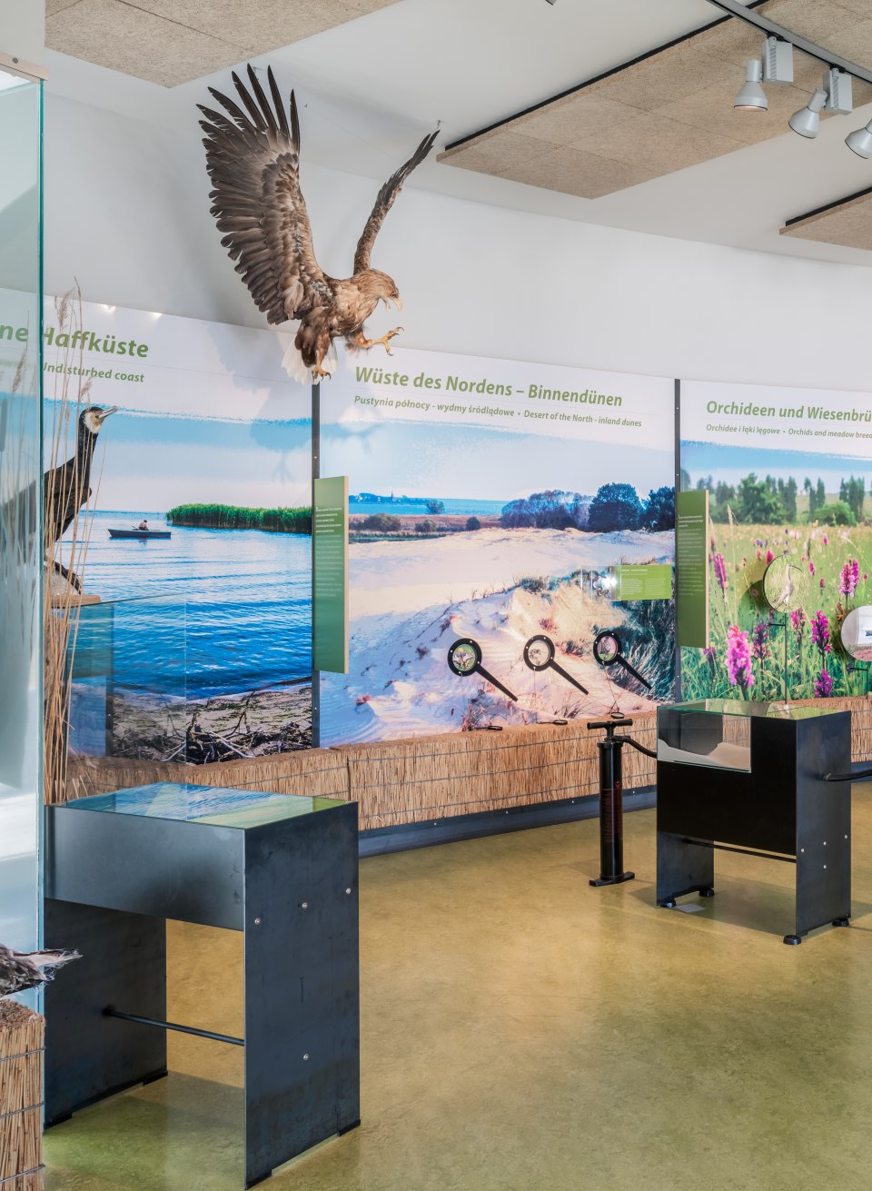 Exhibition of the nature park on the Szczecin Lagoon in the visitor information center with exhibits.
