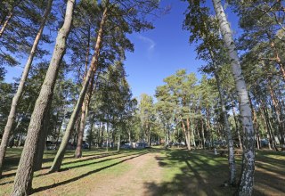 Bos // © MV-T/Gohlke Bos // © MV-T/Gohlke