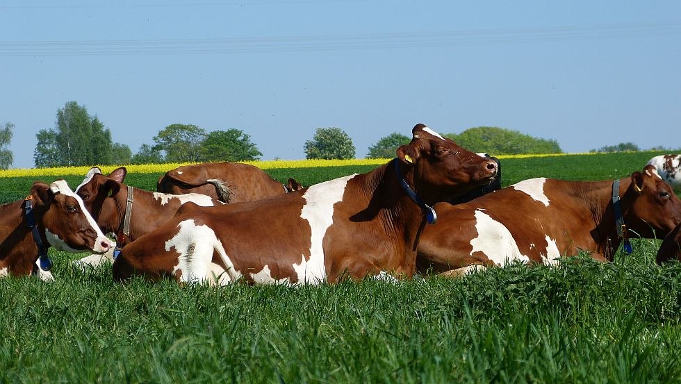 In summer the dairy cows are on pasture during the day, © GbR Marquardt In summer the dairy cows are on pasture during the day, © GbR Marquardt